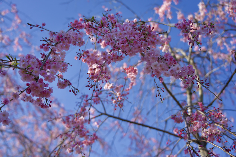 dsc01700.jpg